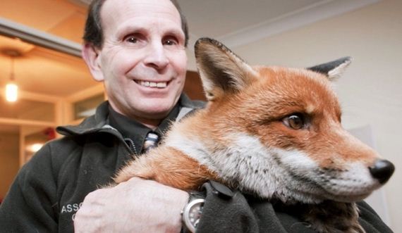 foxes-people-keep-pets