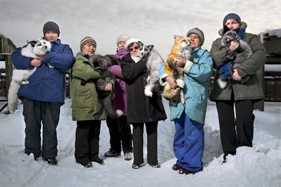 foxes-people-keep-pets