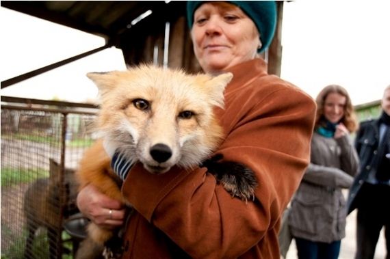 foxes-people-keep-pets