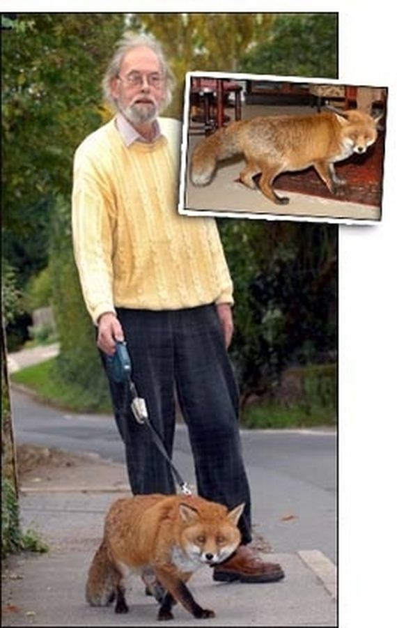 foxes-people-keep-pets
