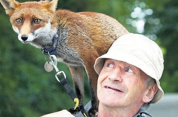 foxes-people-keep-pets