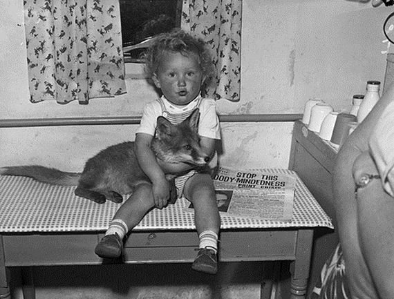 foxes-people-keep-pets