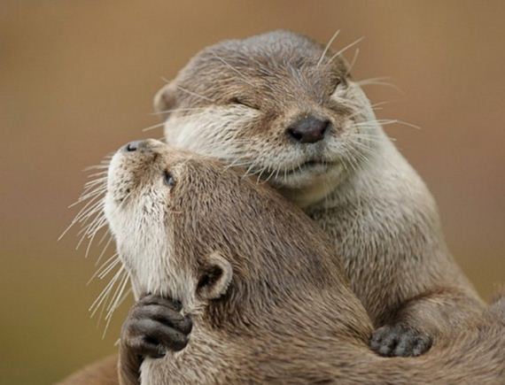 friends-otters