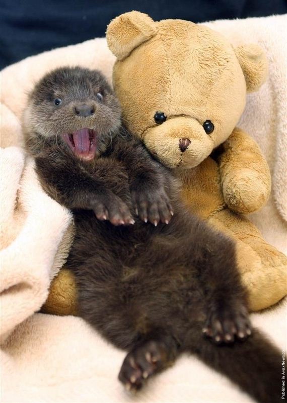 friends-otters