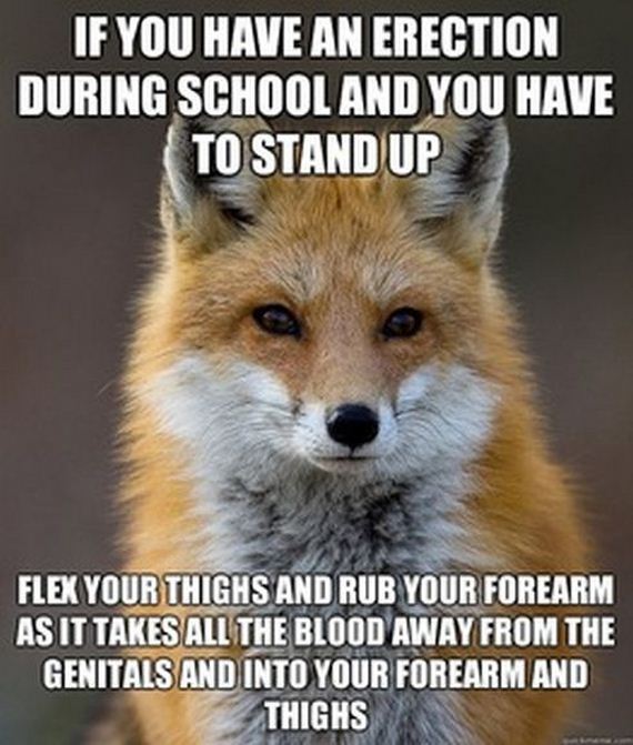 fun_fact_fox
