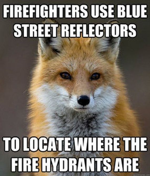 fun_fact_fox
