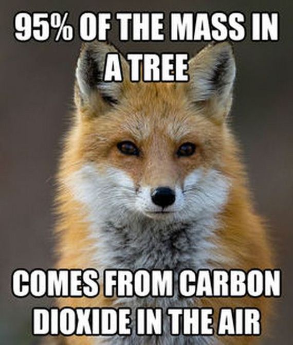 fun_fact_fox