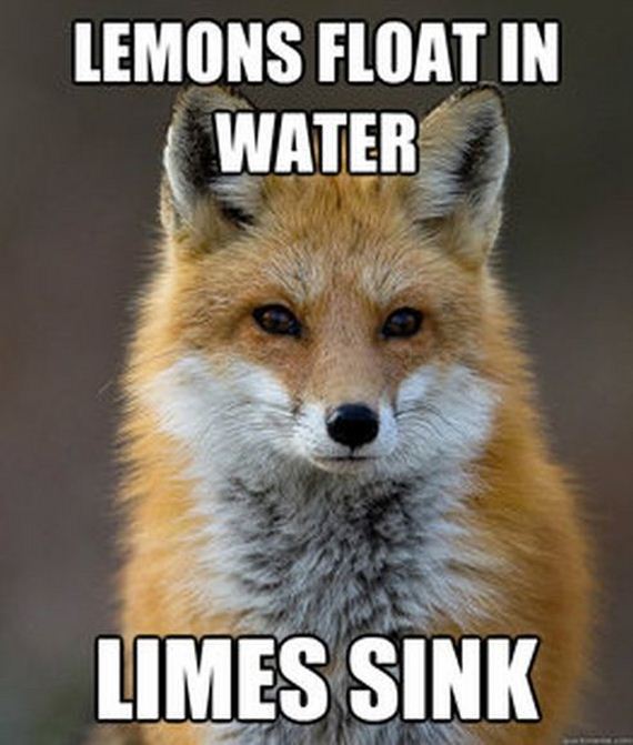 fun_fact_fox