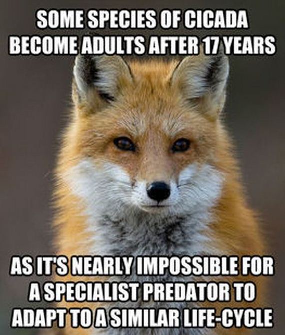 fun_fact_fox