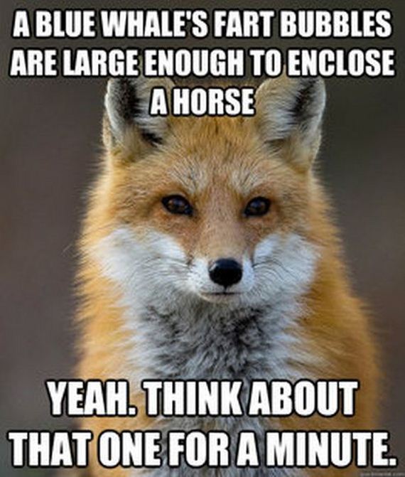 fun_fact_fox