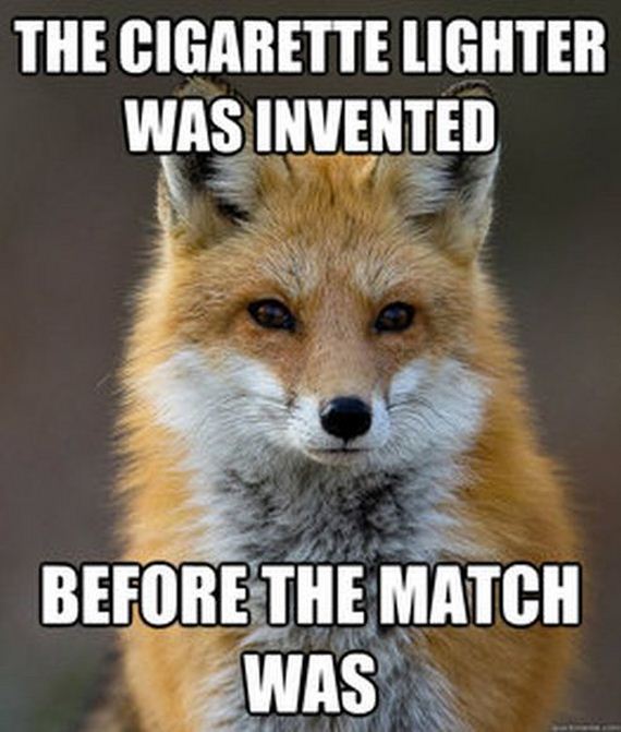 fun_fact_fox