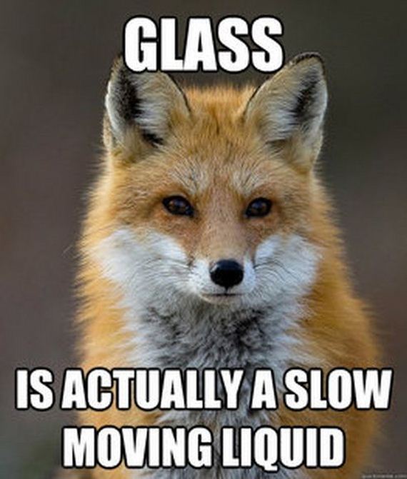 fun_fact_fox