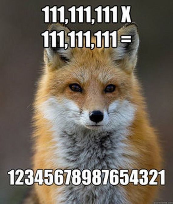 fun_fact_fox
