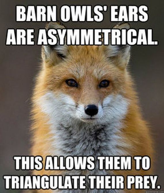 fun_fact_fox