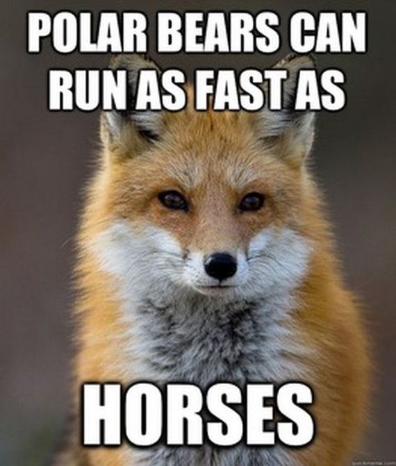 fun_fact_fox