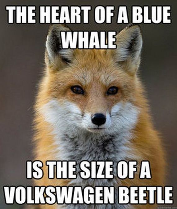 fun_fact_fox
