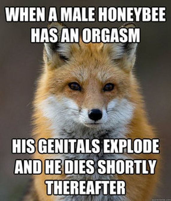 fun_fact_fox