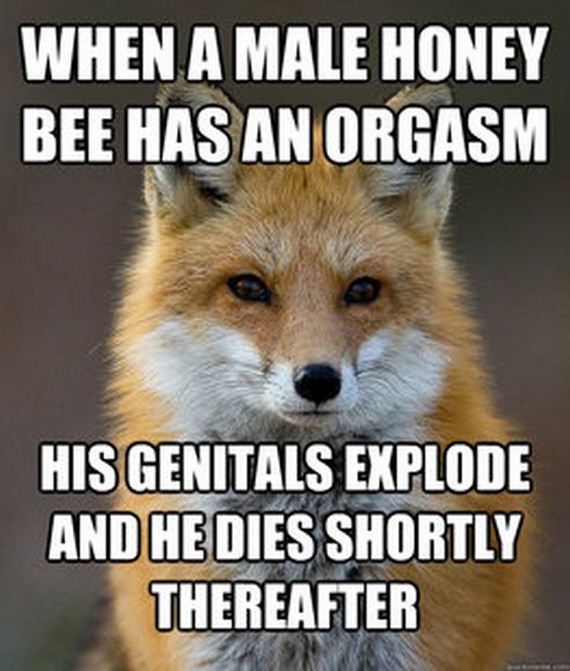 fun_fact_fox