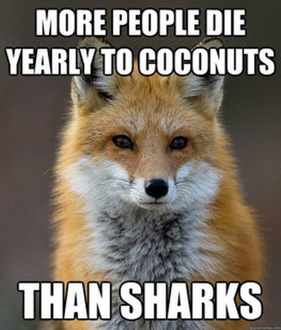 fun_fact_fox