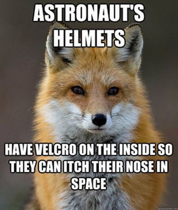 fun_fact_fox