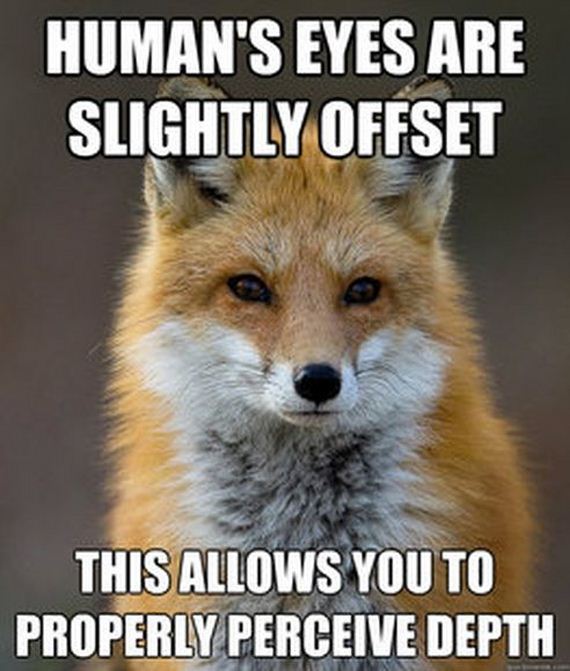 fun_fact_fox