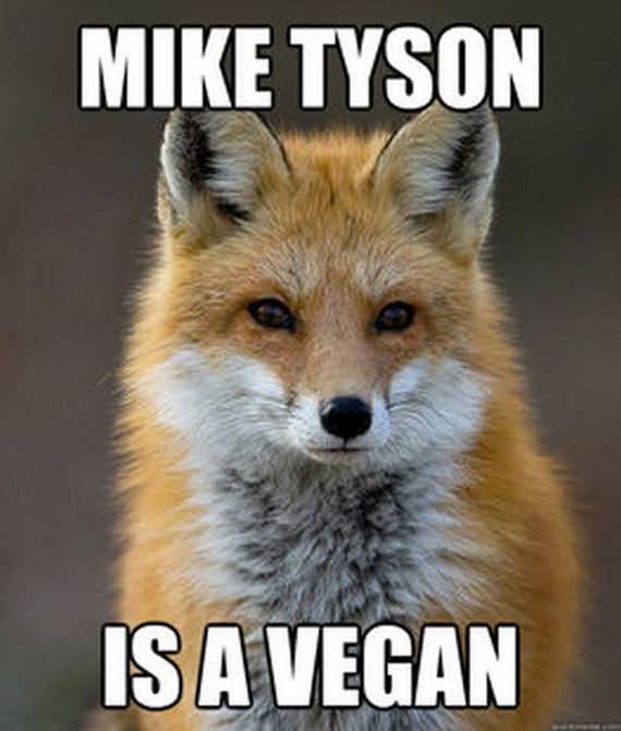 fun_fact_fox
