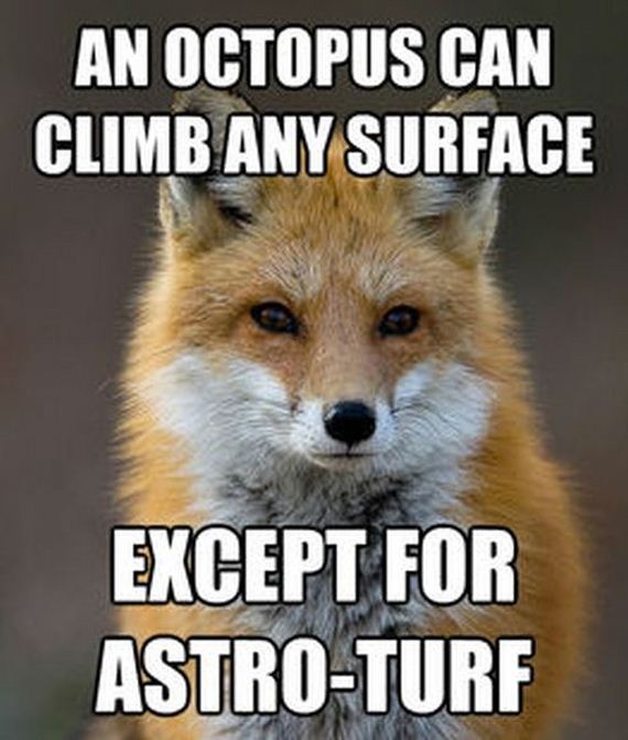 fun_fact_fox