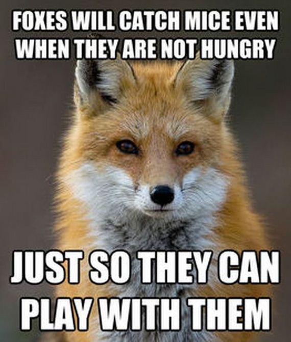 fun_fact_fox