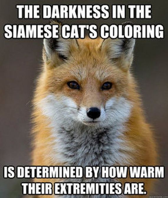 fun_fact_fox