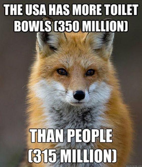 fun_fact_fox