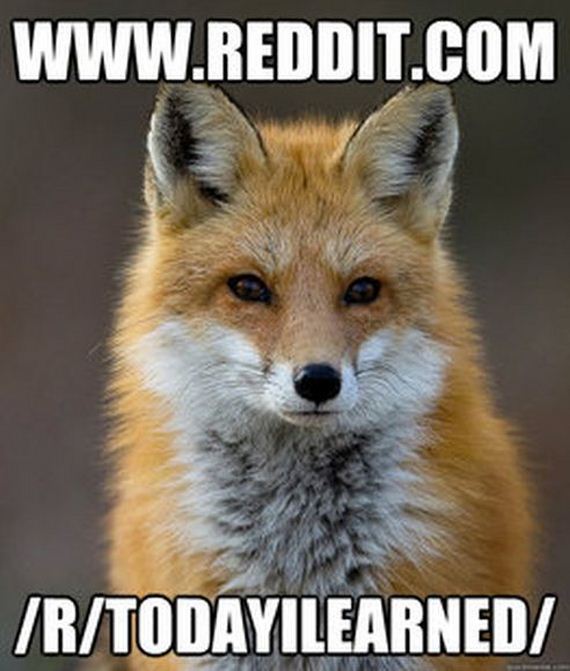 fun_fact_fox