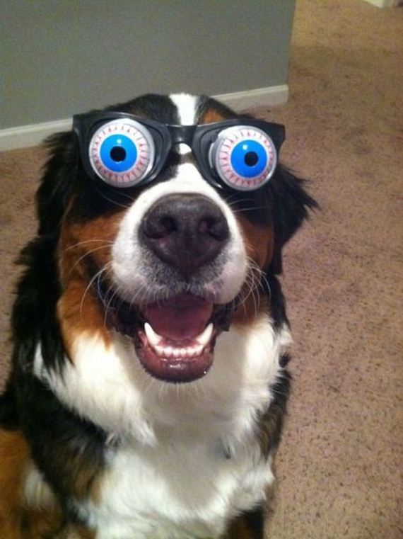funny-pictures-294