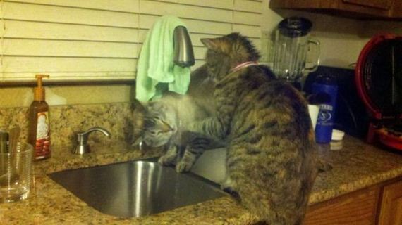 funny-pictures-294