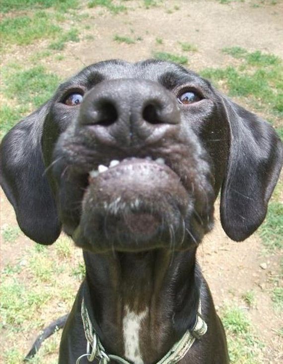 funny-pictures-294