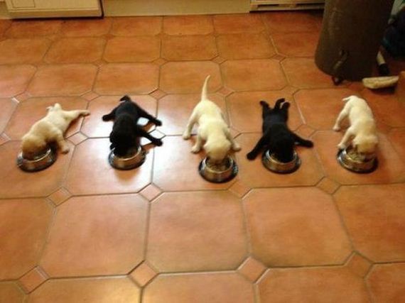 funny-pictures-294