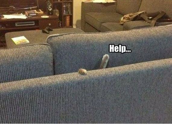 funny-pictures-294