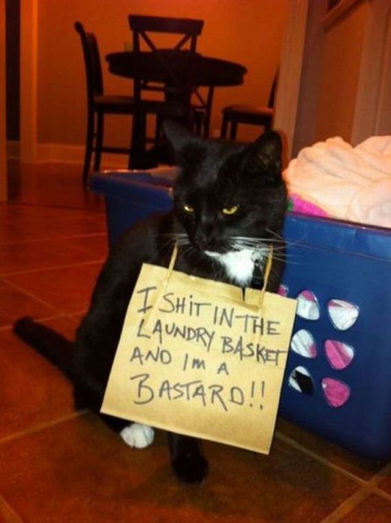 funny-pictures-296