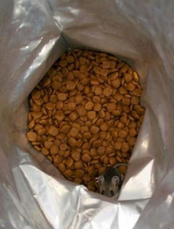 funny-pictures-296