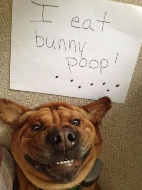 funny-pictures-296