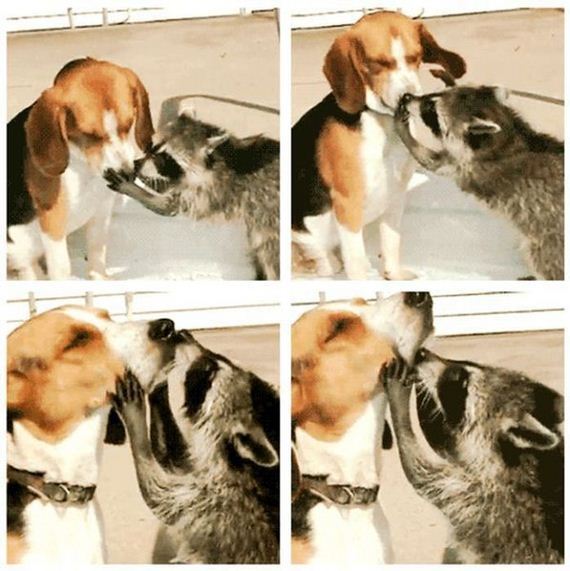 funny-pictures-296