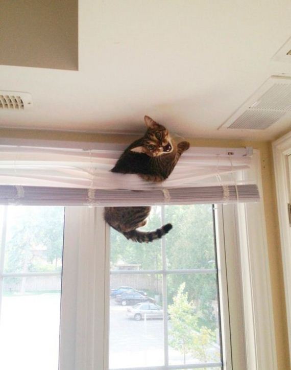 funny-pictures-298