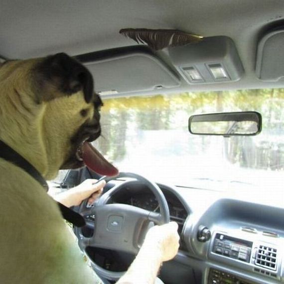 funny-pictures-298