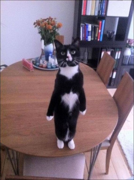 funny-pictures-298