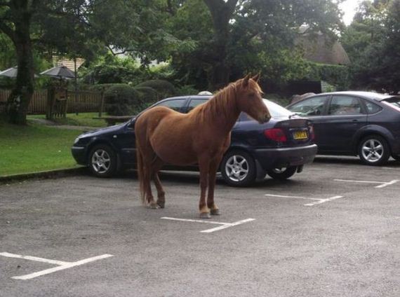 funny-pictures-299