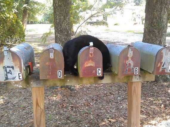 funny-pictures-299