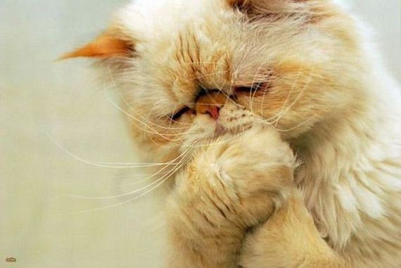 funny-pictures-299