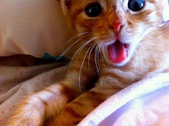 funny-pictures-299