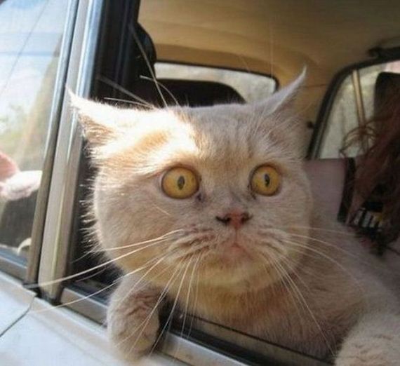 funny-pictures-299