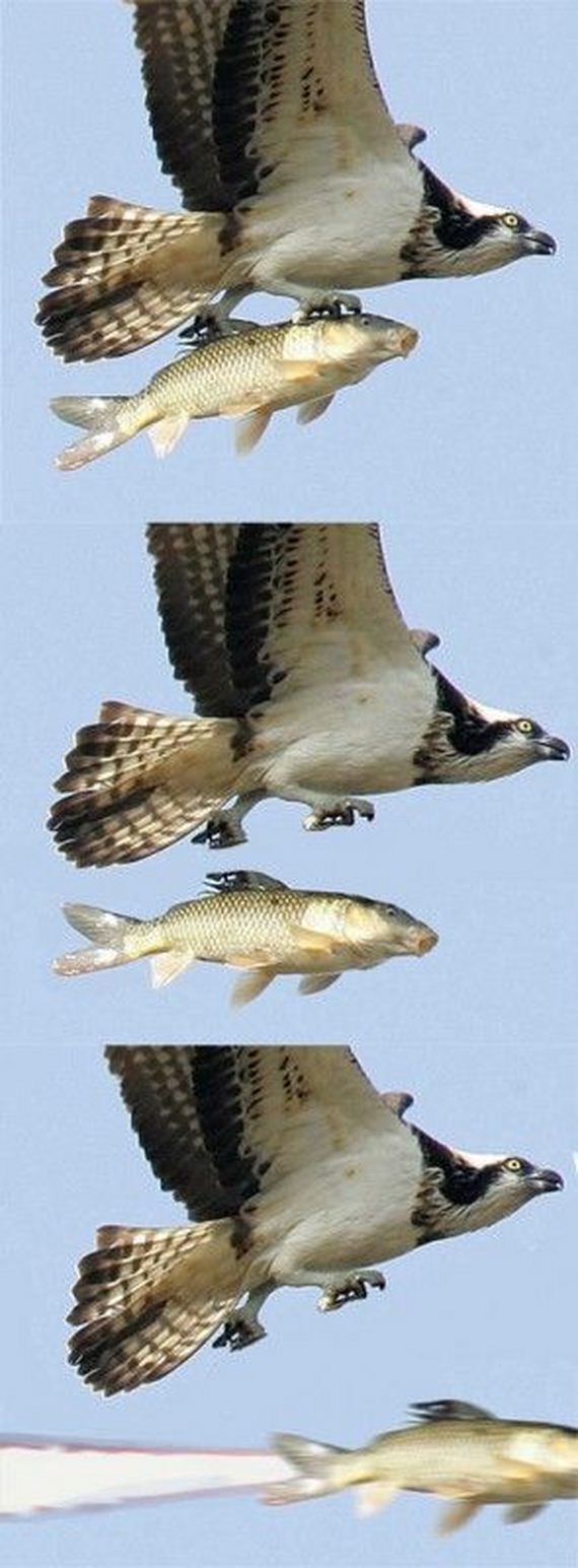 funny-pictures-299
