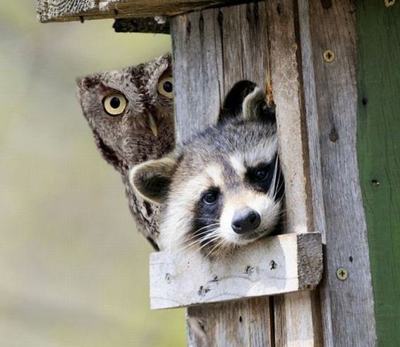 funny-pictures-300